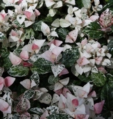 Groundcovers copyright � almostedenplants.com